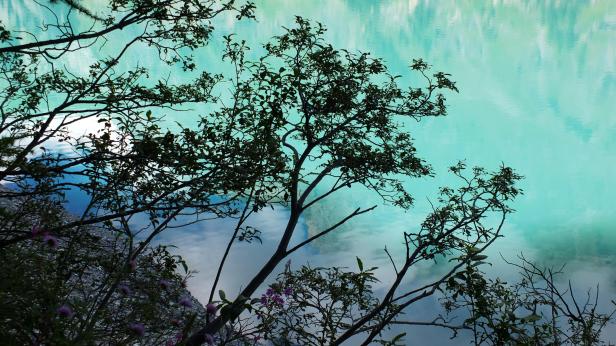 branches over a green lake by travel photographer Jacques Aloïs Morard