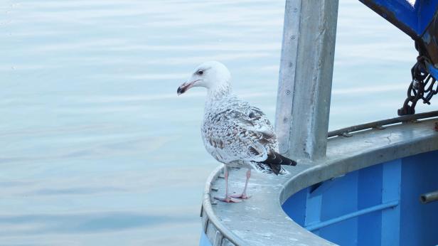 Gull, Gilileje harbour, Zealand, Denmark, by travel photographer Jacques Alois Morard