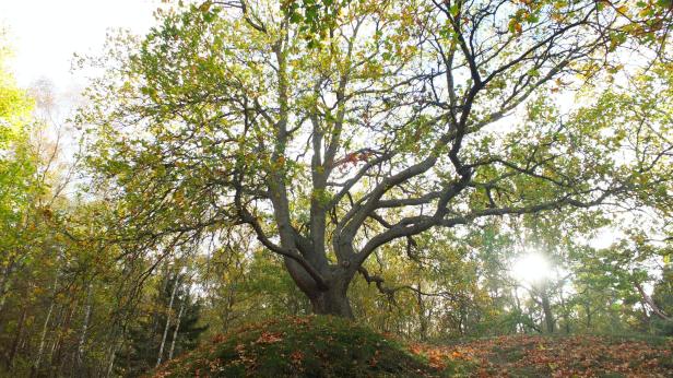 bog oak by photographer Jacques Alois Morard
